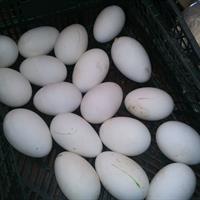 2011-9-7-1417kachní vejce.jpg